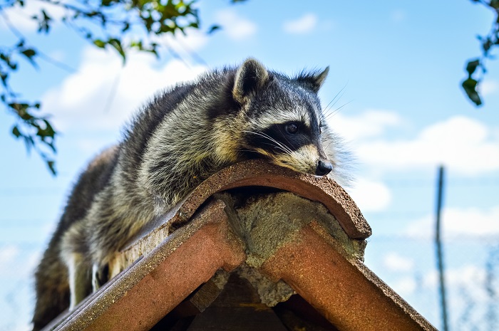Preventing Animals from Damaging Your Commercial Building